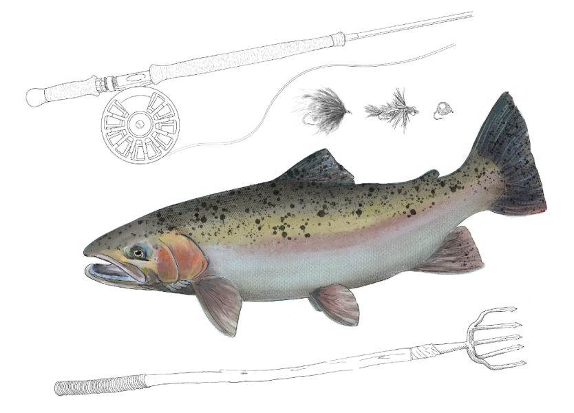 A detailed illustration of a rainbow trout with realistic colors and textures, featuring a pinkish lateral stripe, dark spots on its back and fins, and a silvery-blue body. Surrounding the trout are line-drawn fishing elements, including a fly-fishing rod with a reel, artificial fishing flies, and an Anishinaabeg fish spear.